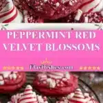Peppermint Red Velvet Blossoms 3 peppermint red velvet blossoms 2025 11 07 121405 150x150 1